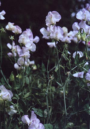 Sweet Pea
