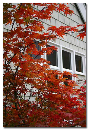 Fall color at Savage Plants. ©2004