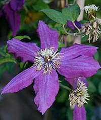 <i>Clematis</i>