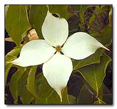 Big Apple Dogwood