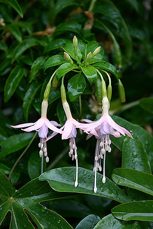  Fuchsia magellanica var. molinae