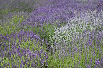 lavender fields