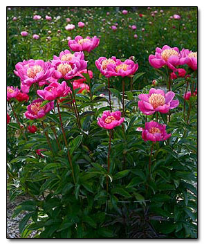 Peony 'Leslie Peck' blooming at BooneBrier Farm. ©2007