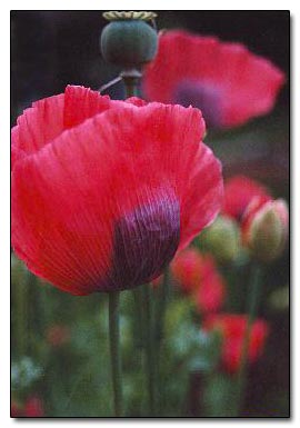 Poppies