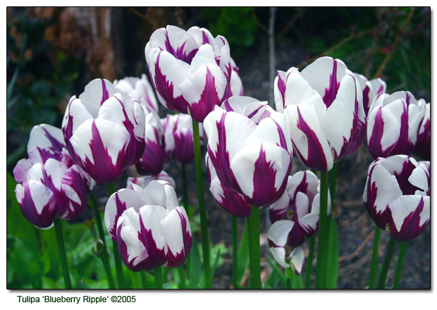 Tulipa 'Blueberry Ripple'