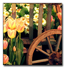 Tulips and wagon wheel