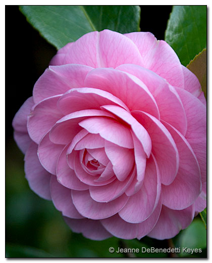 Camellia Pink Perfection