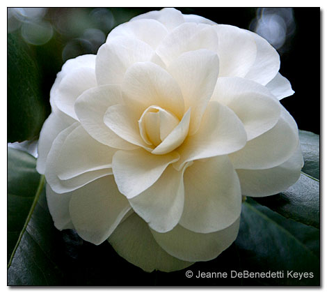 Camellia 'Purity'
