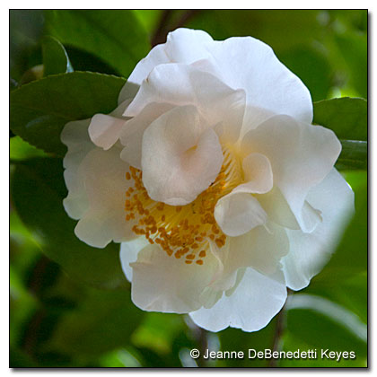 Camellia 'Silver Cloud'