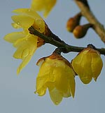 wintersweet