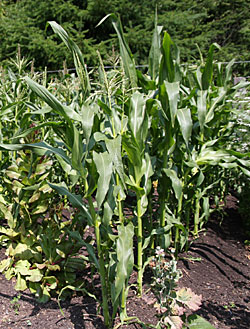 corn patch