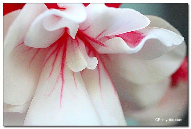 Fuchsia 'Swingtime' flower