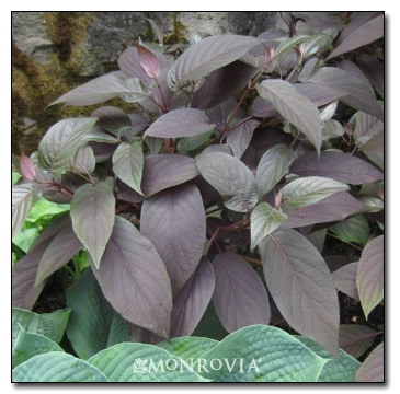 Hydrangea aspera purple leaf form