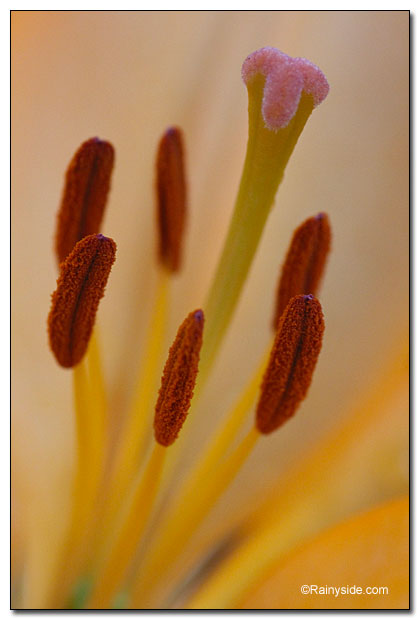 Lily pistil and stamens