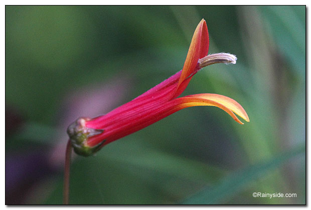 Lobelia flower