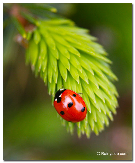 Ladybug on Sitka Spruce Needles