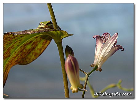 Pacific Tree Frog on a Toad Lily