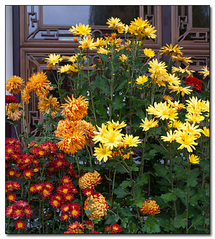 Autumn colored mums