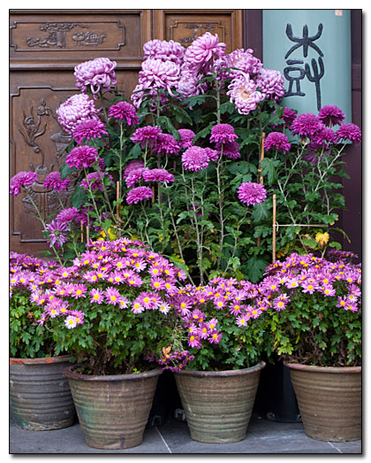 Chrysanthemums Signal Autumn and the Coming of Winter