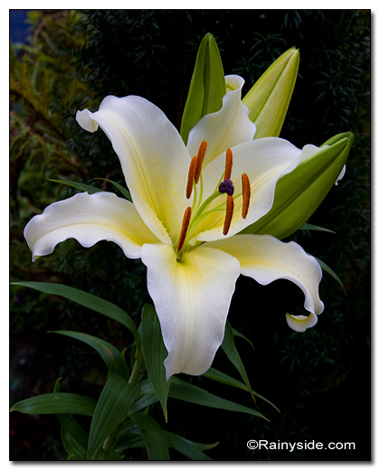 Gold band lily
