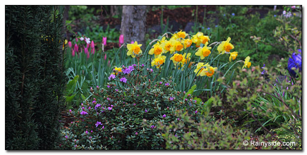 Tulip 'China Girl', Narcissus 'Suada' and Rhododendron impeditum