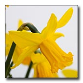 Daffodil Flower