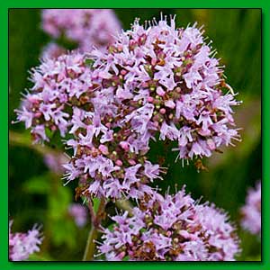Identify this flower.