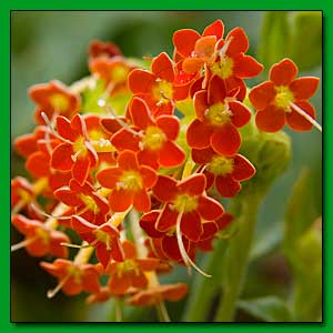 Identify this flower.