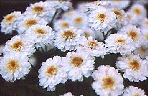 Chrysanthemum parthenium