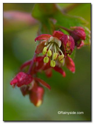 vine maple flower