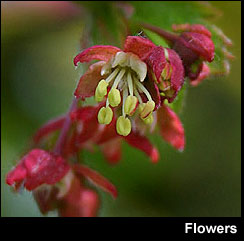 Vine Maple