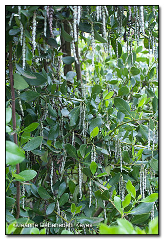 silk tassel bush