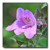 Penstemon serrulatus flower