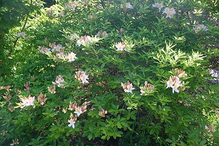 western azalea