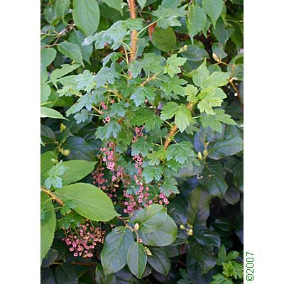 prickly currant