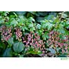 prickly currant