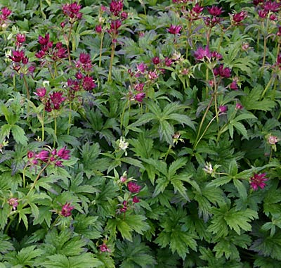 Acanthus mollis