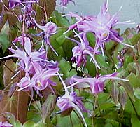 Epimedium