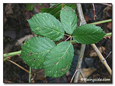 Invasive Himalayan blackberry