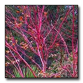 red twigs of the coral bark maple