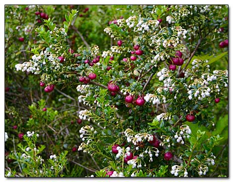 zone evergreen flowering vines shrubs gaultheria shrub