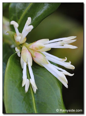 closeup of Sarcococca confusa flowers