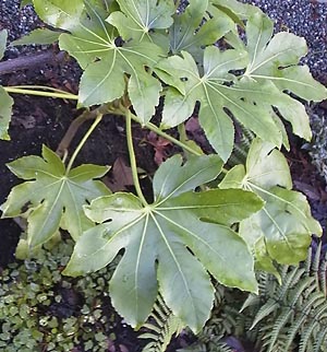 Fatsia japonica'