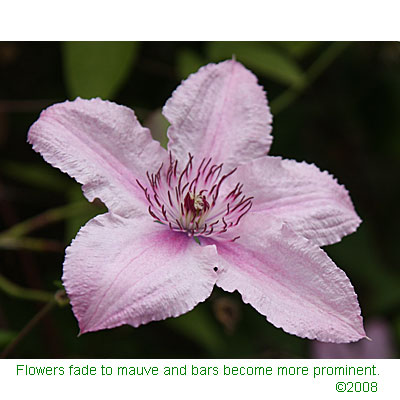 Mature flower