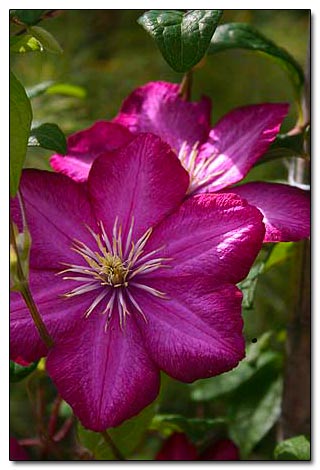 Clematis 'Niobe'