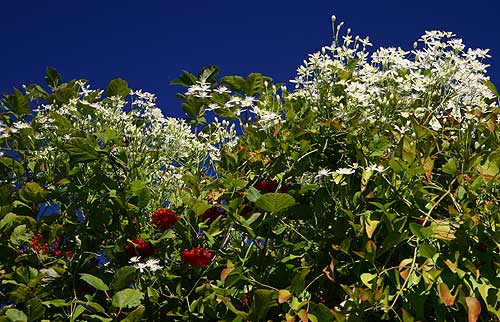 Clematis
