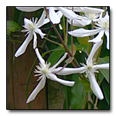 Clematis armandii flowers