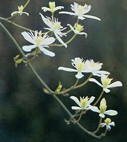Clematis
