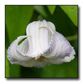 Clematis crispa flower
