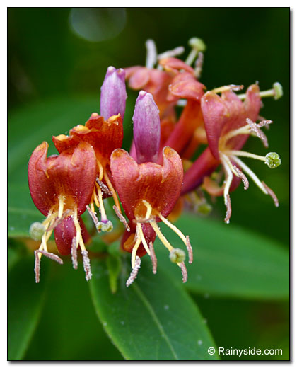 honeysuckle flowers